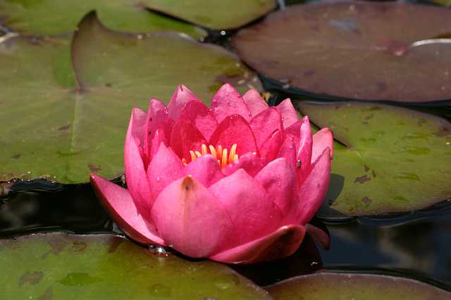 FH_VP_0063(James Brydon).JPG - Nymphaea "James Brydon"